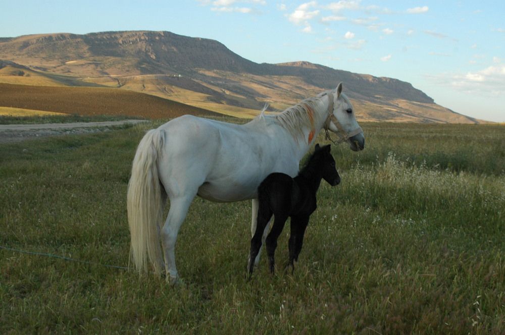 Photograph by BOUCHOUKA  AISSA AISSA