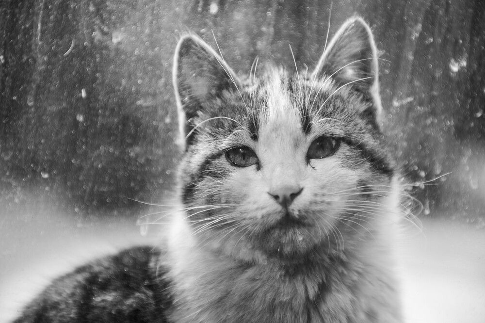 Фотография автора Ehsan Mahmoudi