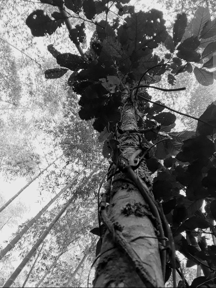 EL QUIJOTE Y EL GIGANTE.