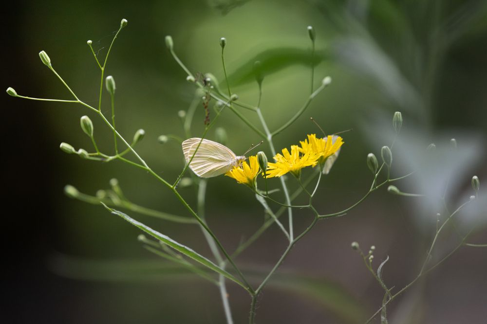 Photograph by Антон Скоморохов