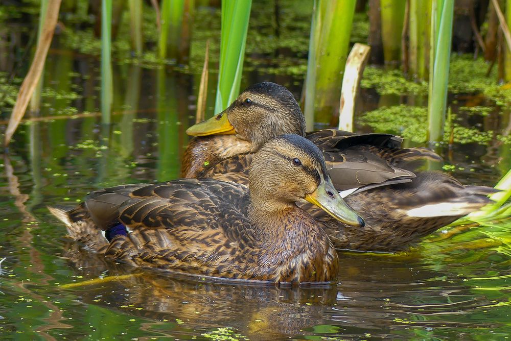 Photograph by Ян Адамсон