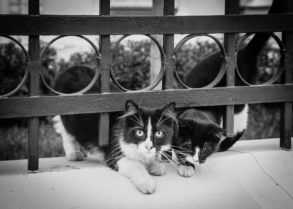 Photograph by Галина Бехметьева