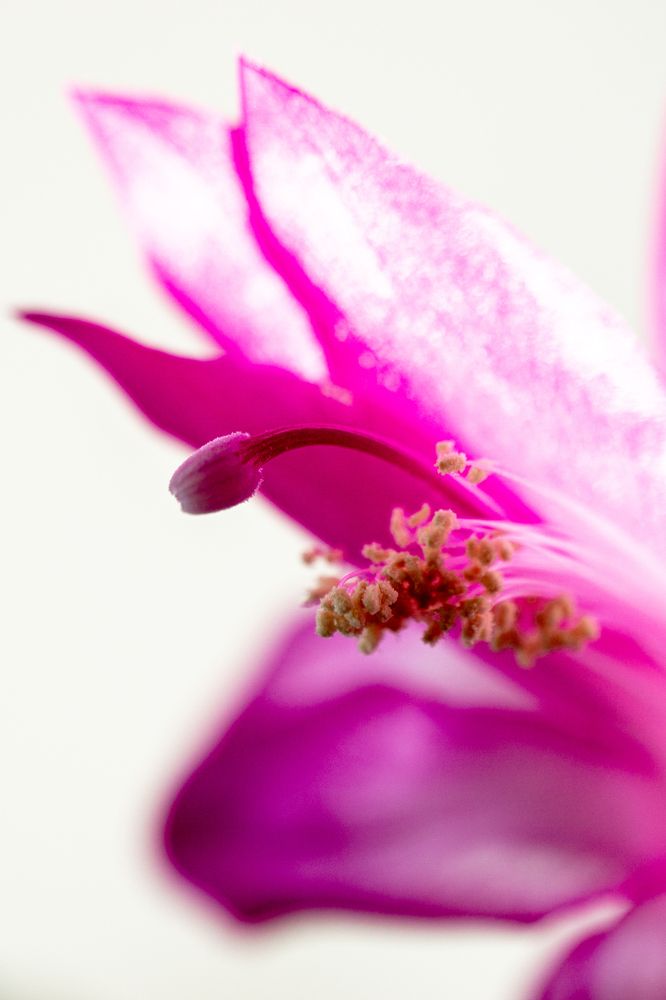 Пестики-тычинки