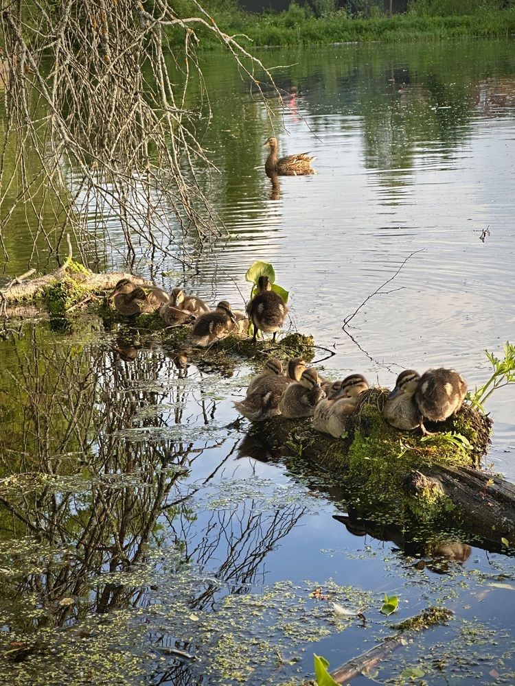 Photograph by Анастасия Рыжакова