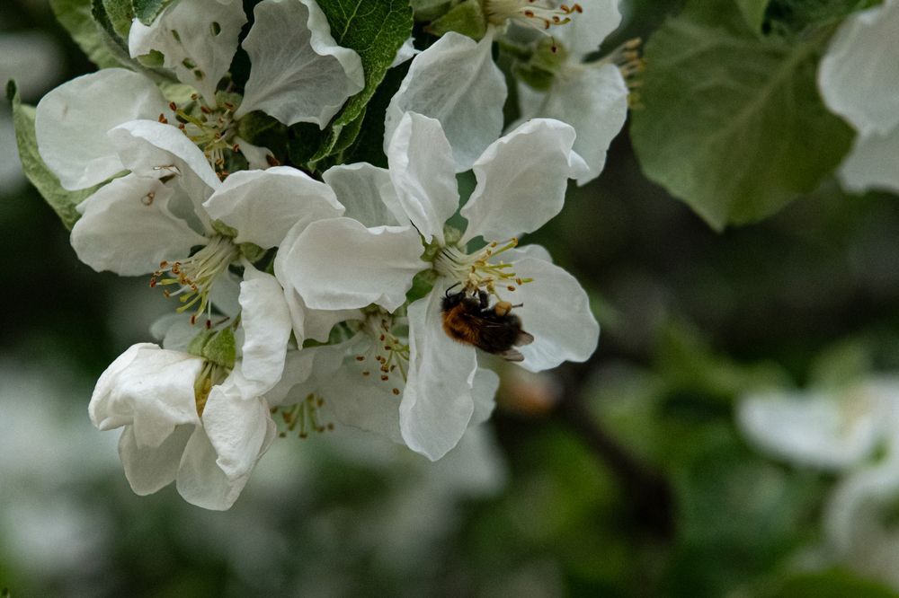 Фотография автора Екатерина Лапаева