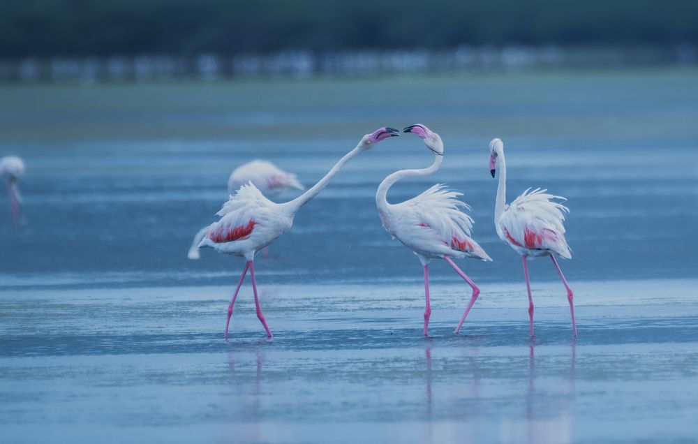 Photograph by Harsha Devalla