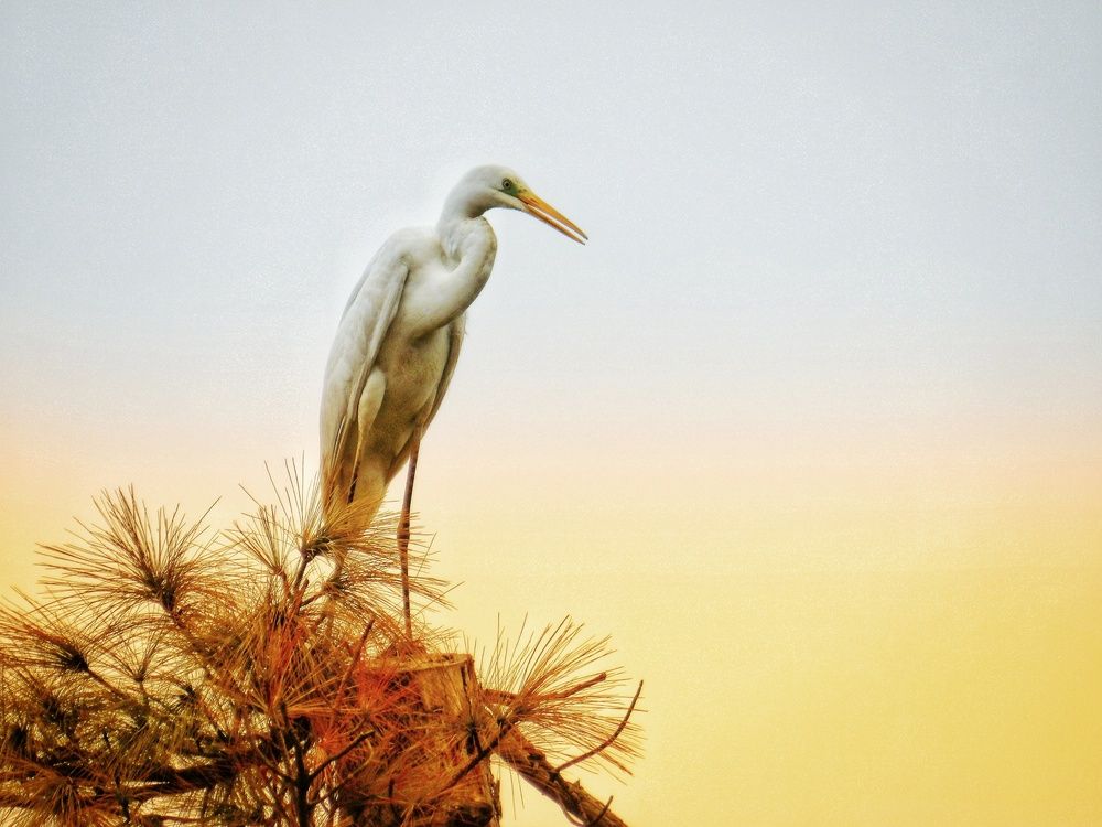 Airone bianco maggiore al tramonto