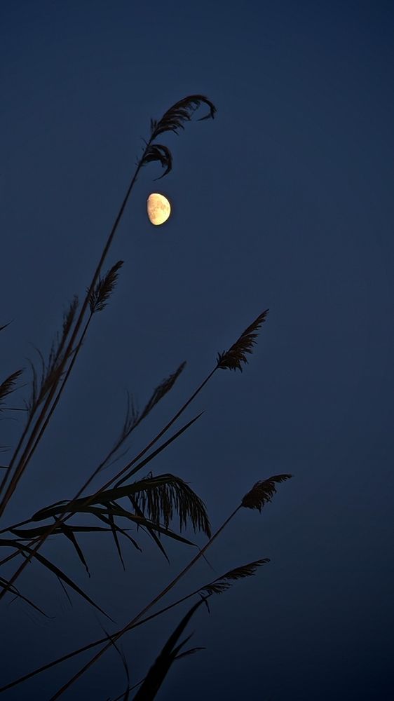 Photograph by Регина Джумалиева