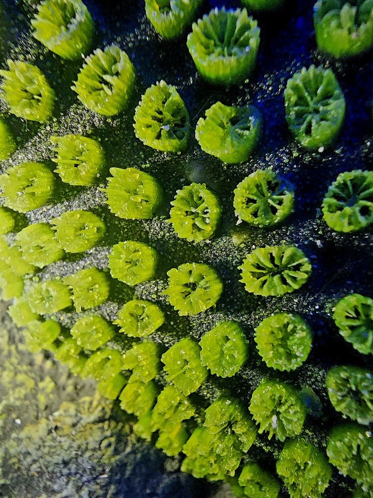 Photograph by María Denisse Villafuerte Palma