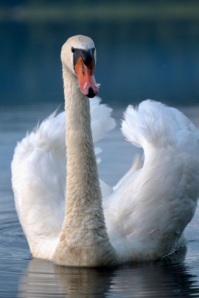 Лебедь-шипун