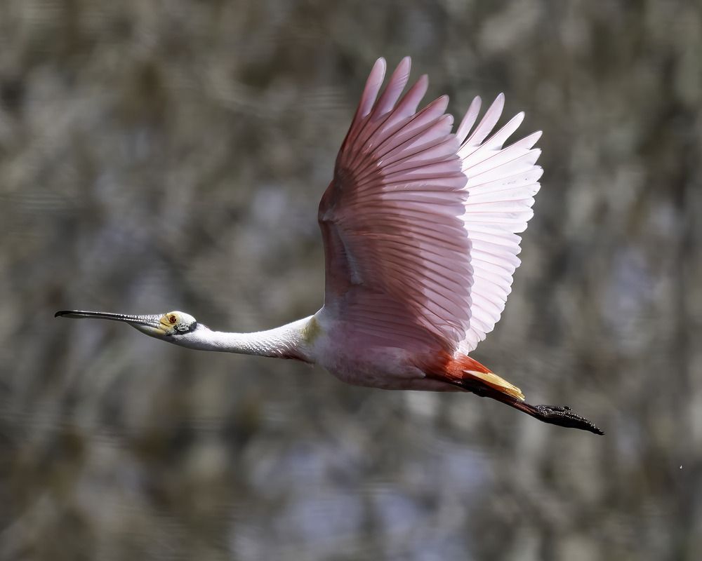 Фотография автора Ray Asiala