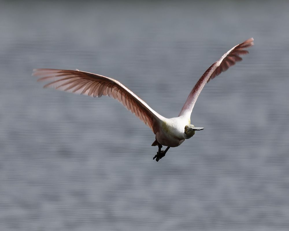 Фотография автора Ray Asiala