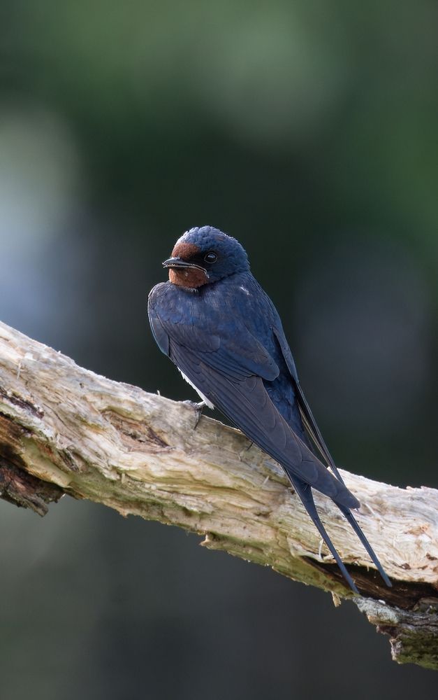 Настроение - Лето!