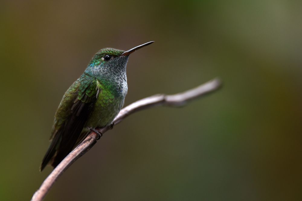 Photograph by SI SABER LOTFI