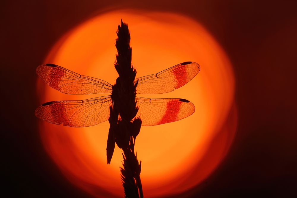 Фотография автора Mariya Belyalova