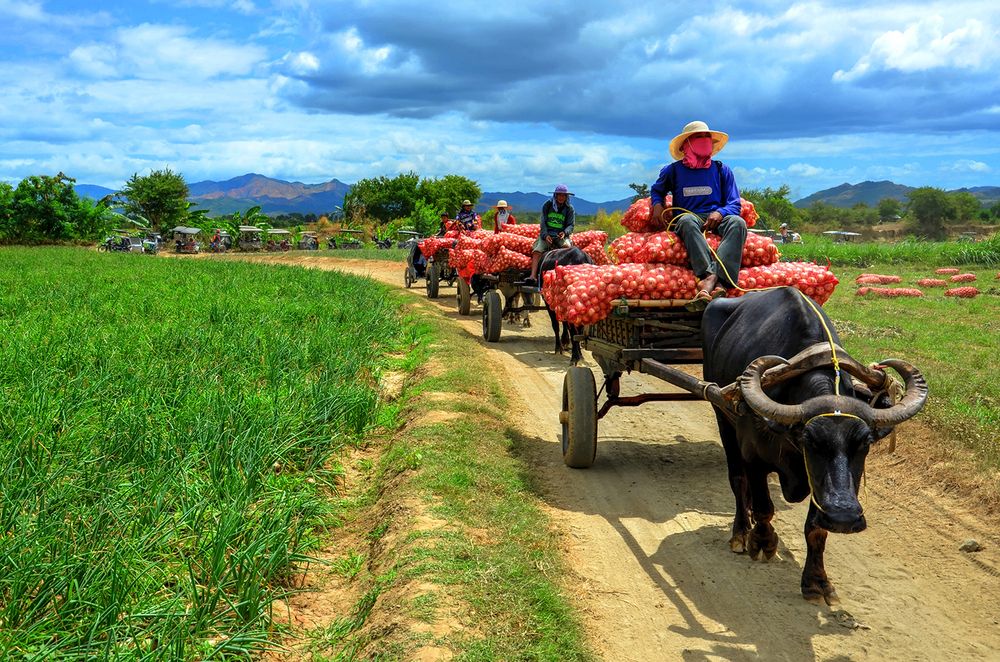 The Hardworking Filipino Farmers