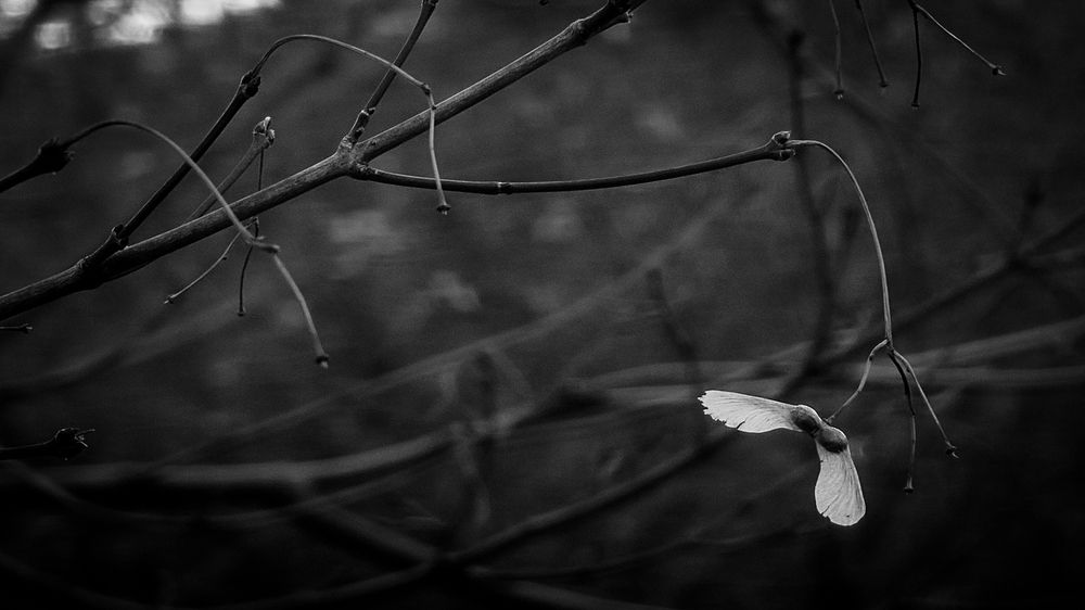 Photograph by SUZUKI Kazumichi