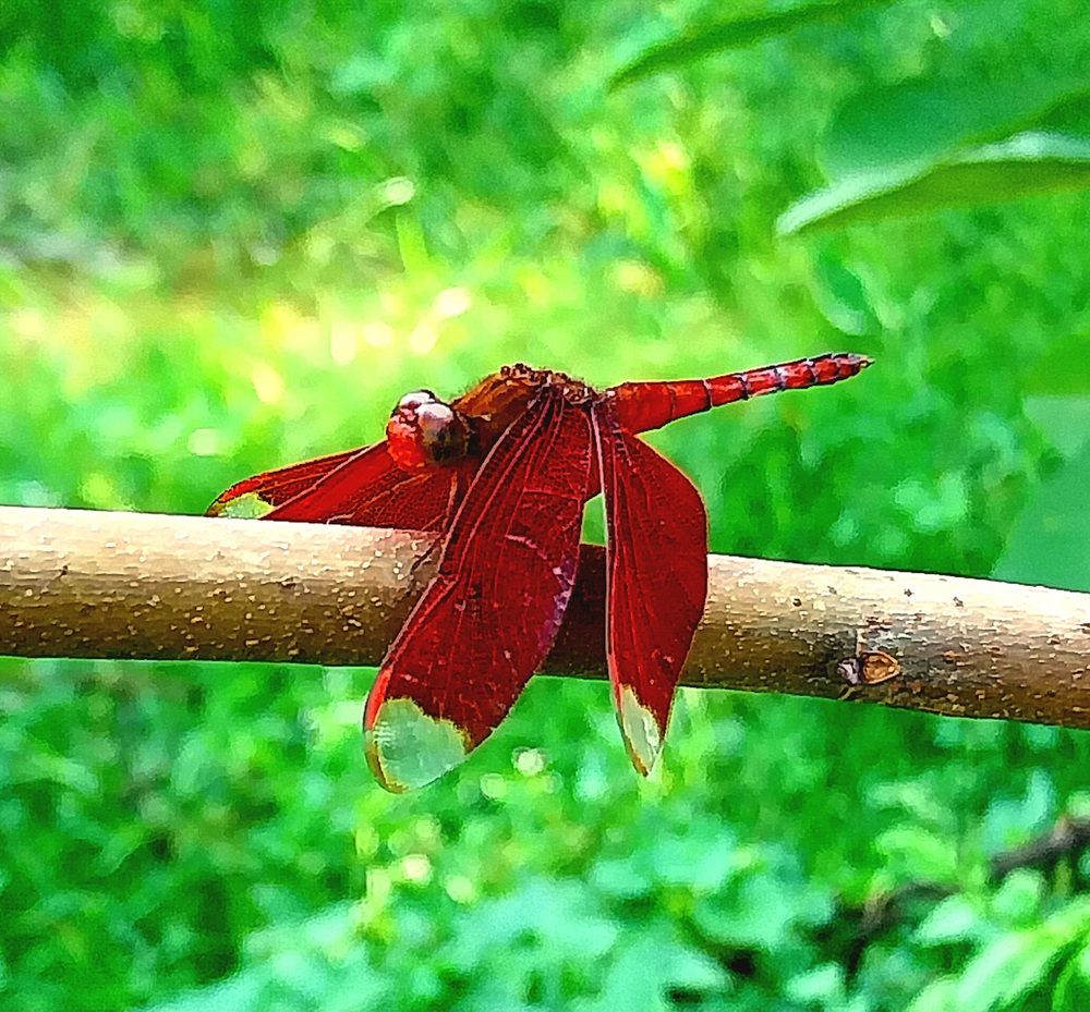 Photograph by Rahul Raman