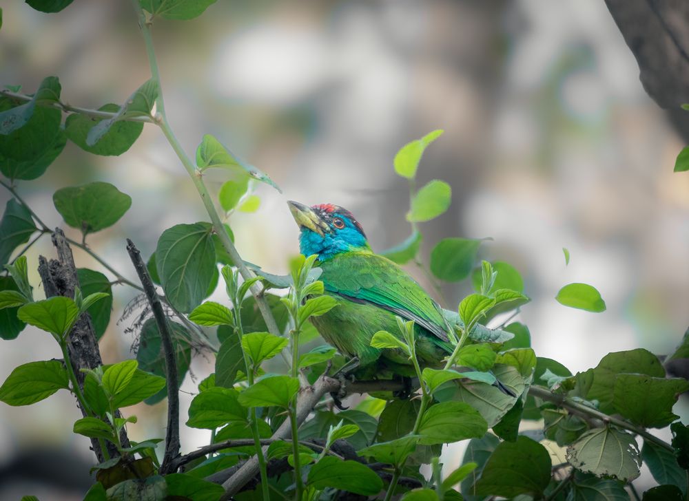 Photograph by Shibly Hossain