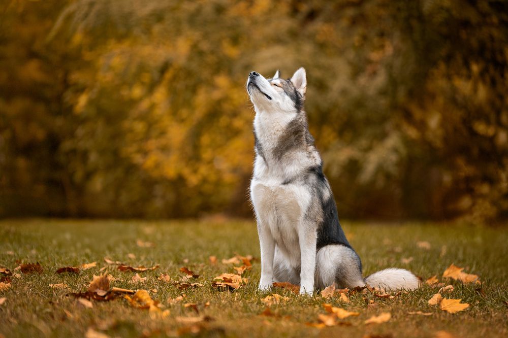 Фотография автора Krisztián Csalami