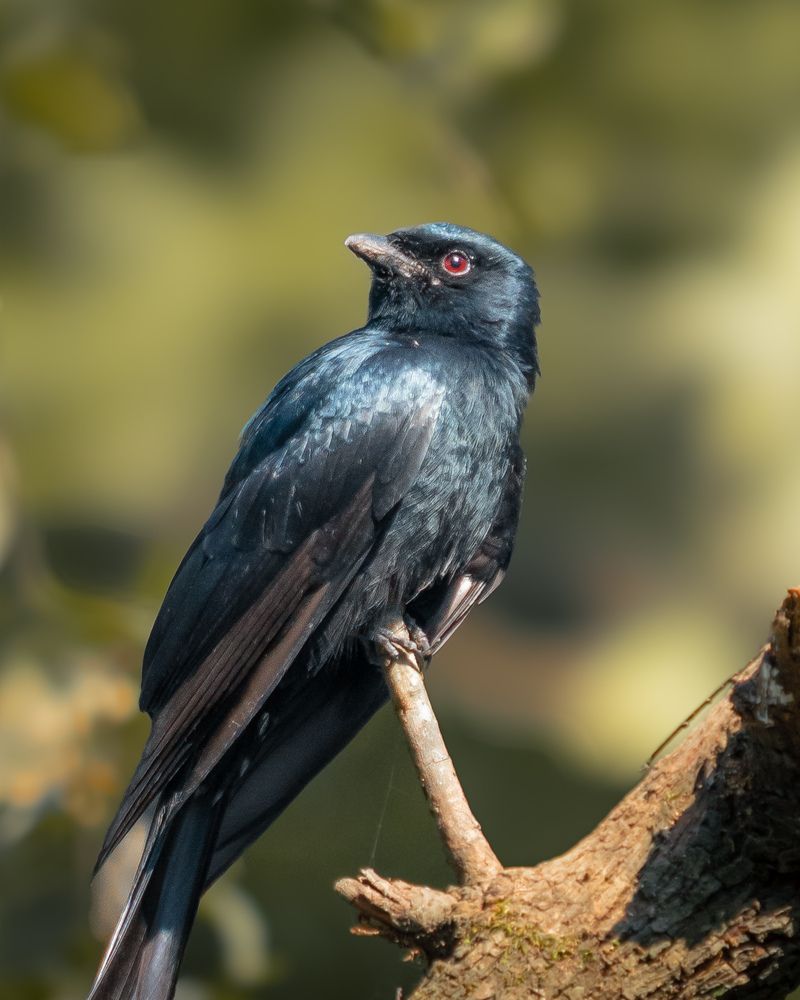 Photograph by Shibly Hossain