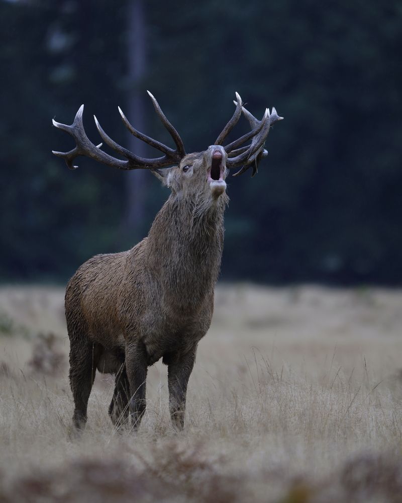 The Cry of the Rut