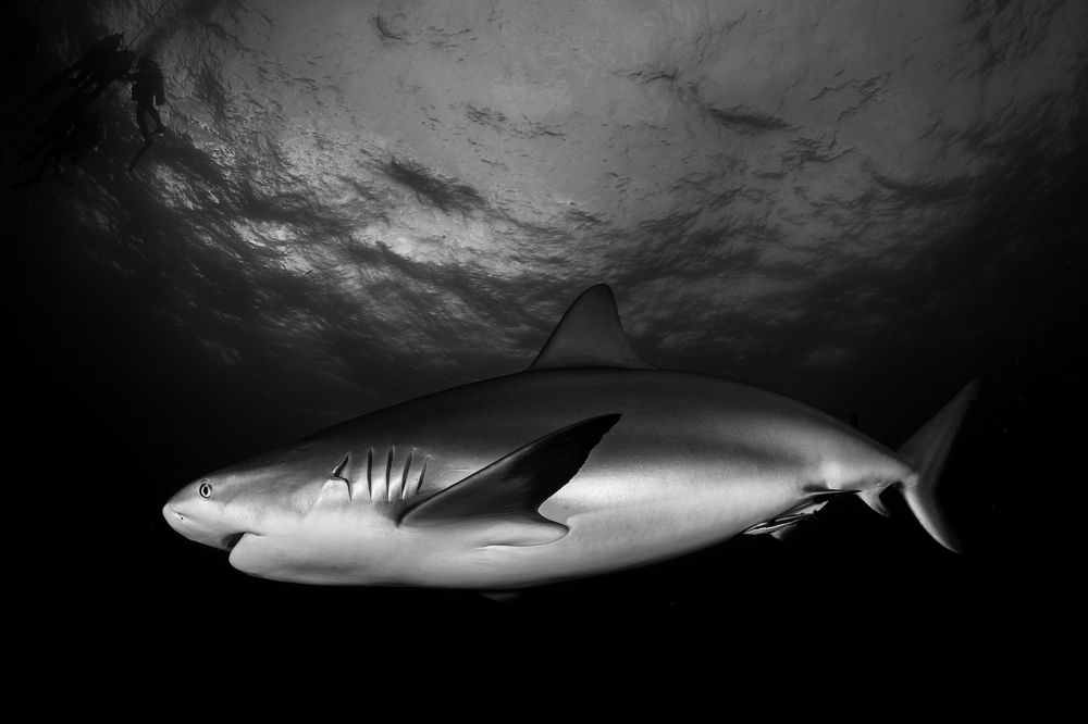 Photograph by Carlos Eduardo Barreto Pinheiro