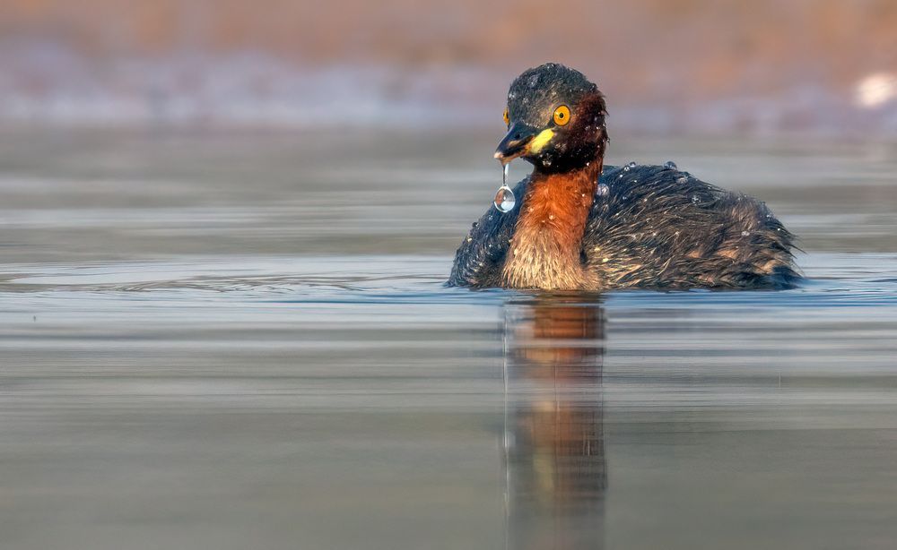 Photograph by Navjot Singh