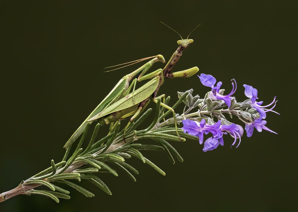 Photograph by Mario Fiorucci