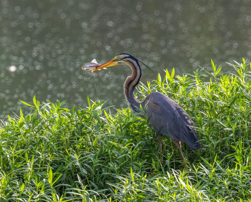Photograph by Navjot Singh