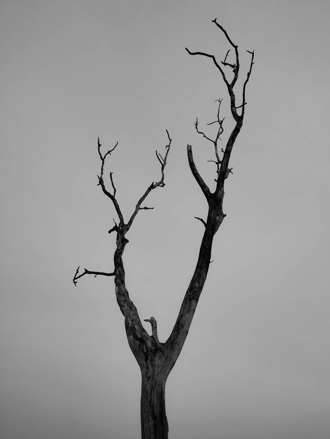 Photo #11966926