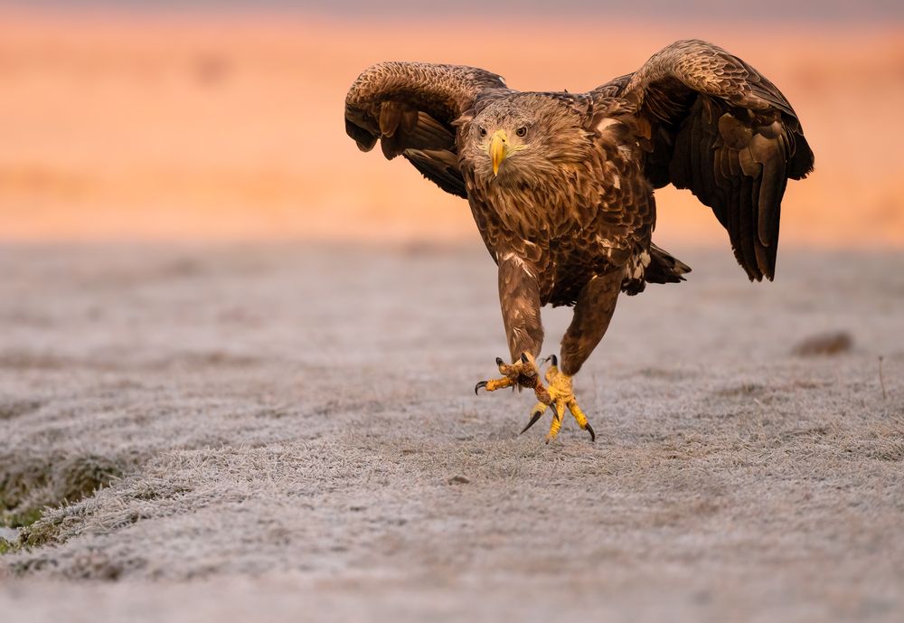 Photograph by Tímea Ambrus