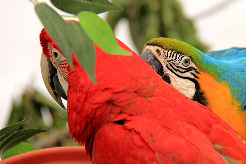 Photograph by Franco Acevedo