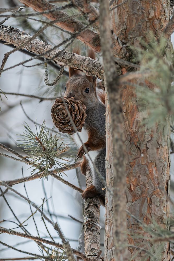 Photograph by Андрей Бородкин