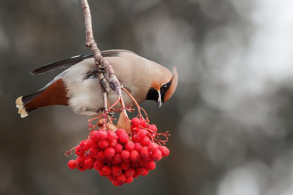 Фотография автора Mariya Belyalova