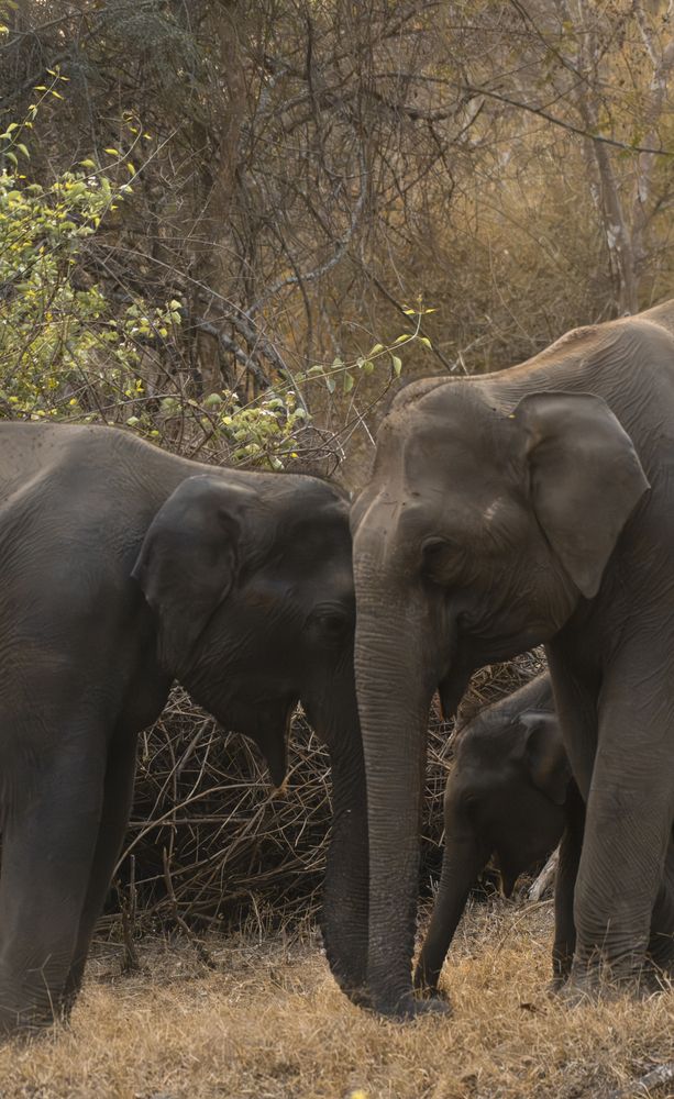 Фотография автора Anil Prabhakar