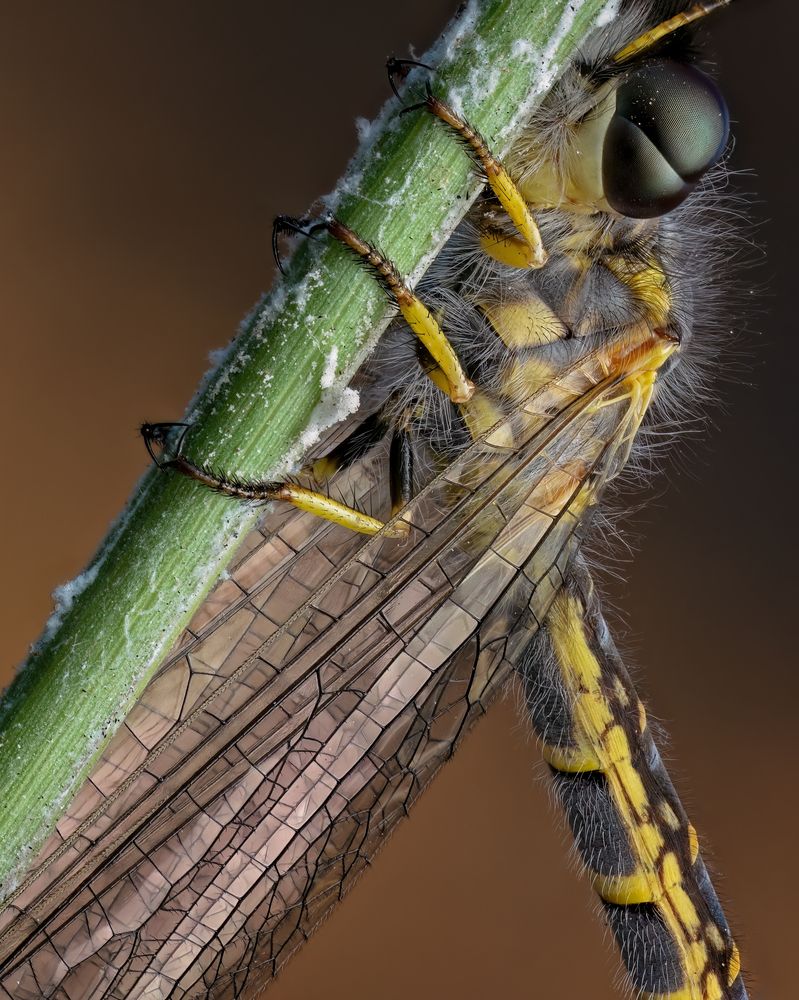 Photograph by Craig Loechel