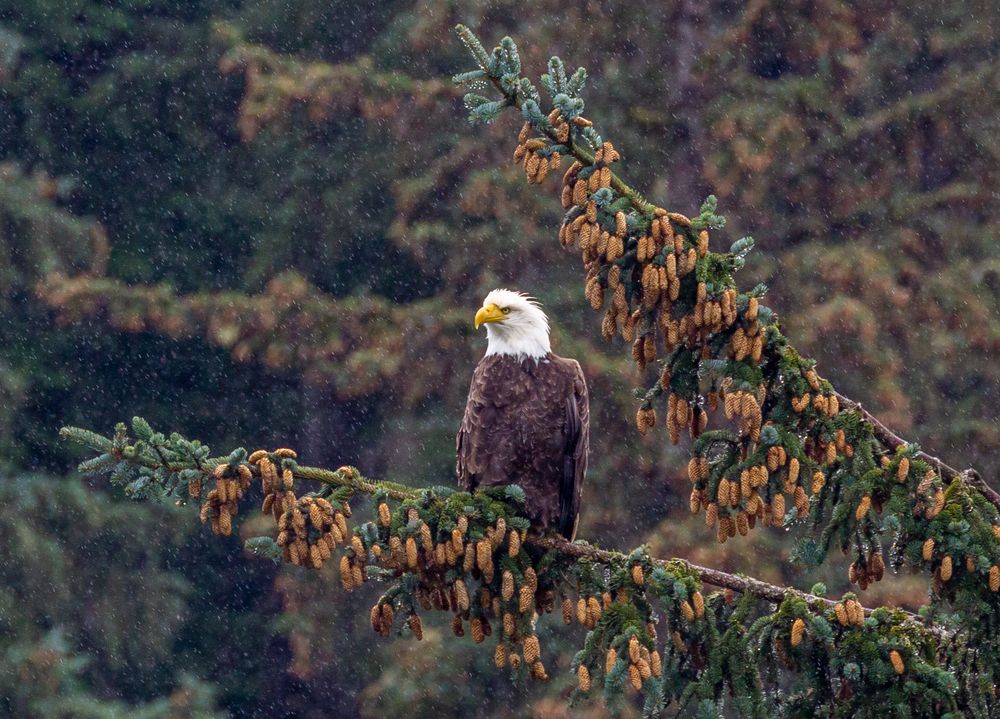 Photograph by Vladimir Vorobeychik