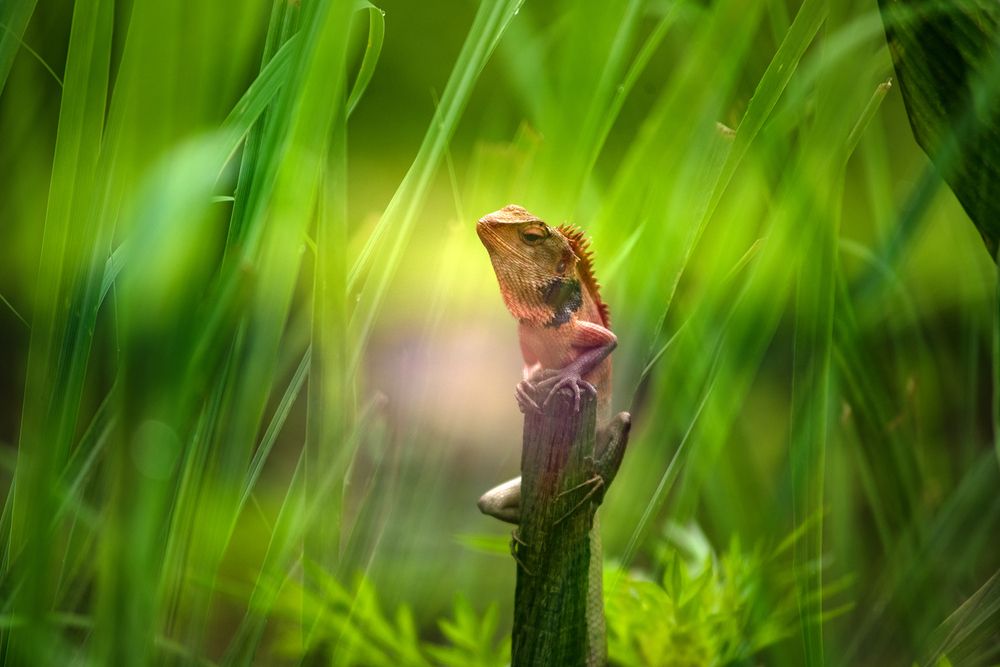 Photograph by MOHD RADZI B OMAR RADZI OMAR