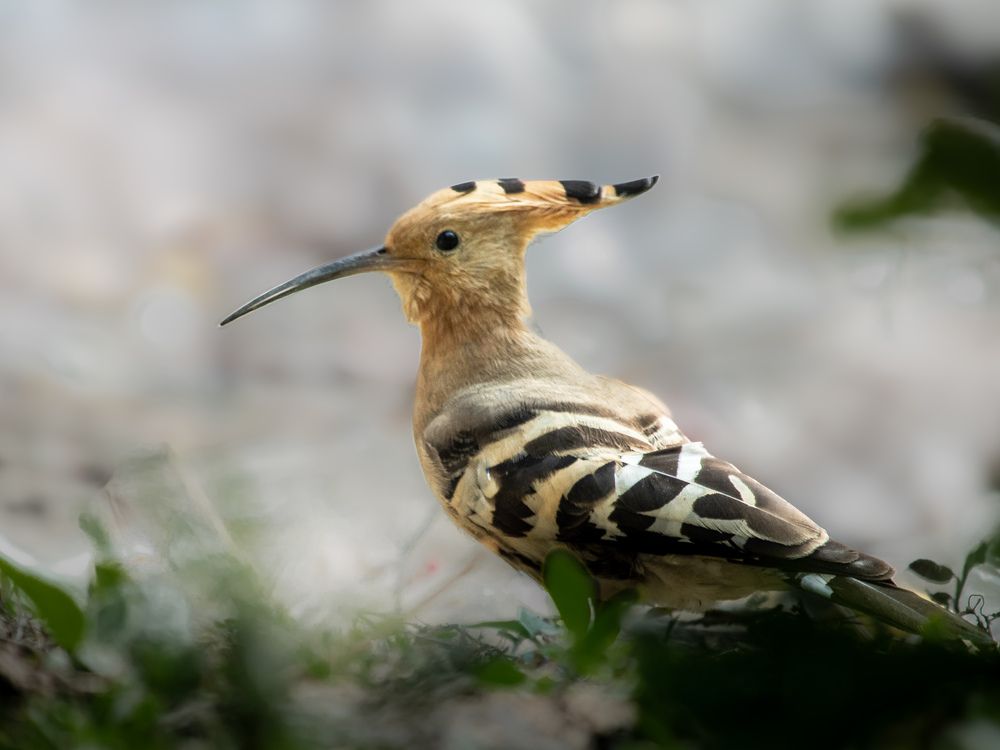 Eurasian Hoopoe