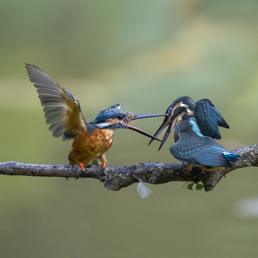 Bảo vệ lãnh thổ