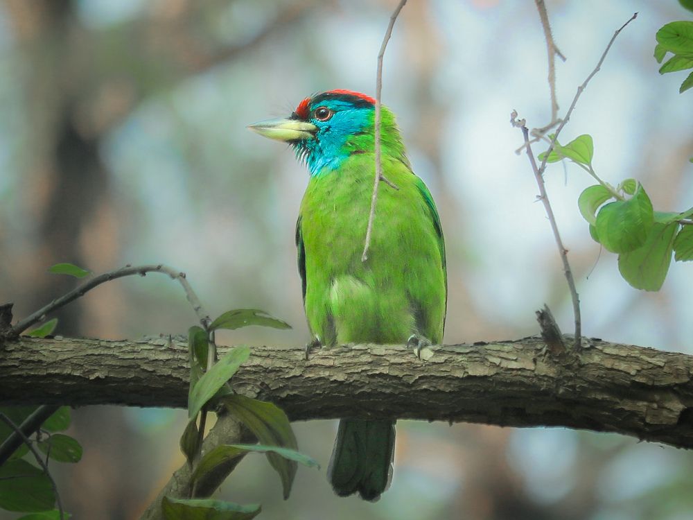 Photograph by Md. Shoyeb Hossain