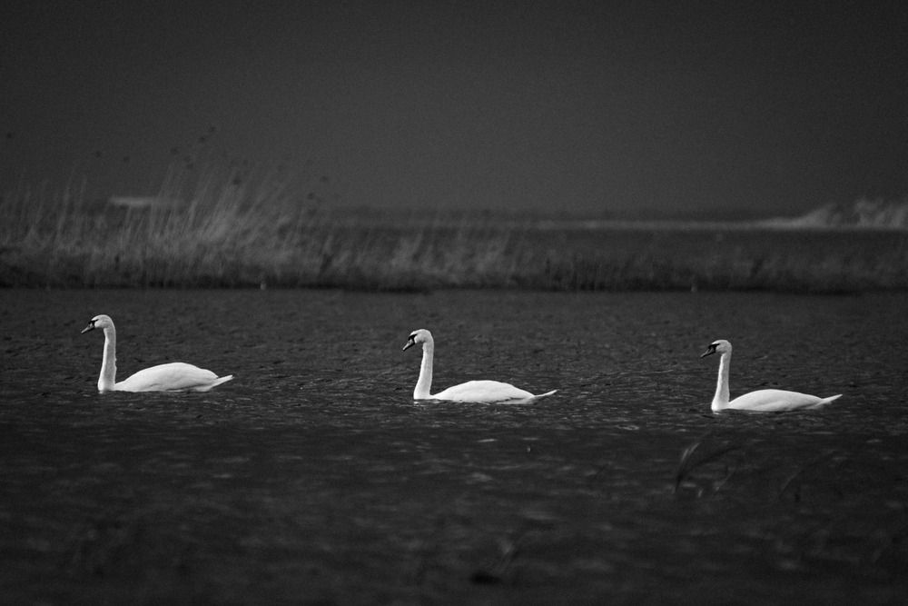 Photograph by Инна Макеева