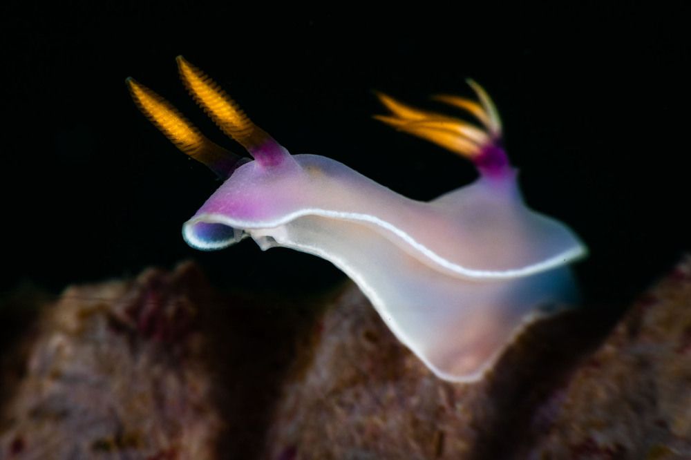 Hypselodoris bullokii