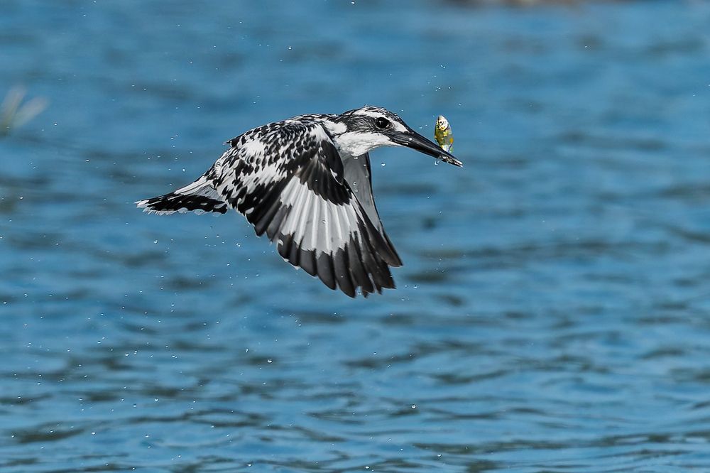 Photograph by Samir Sachdeva