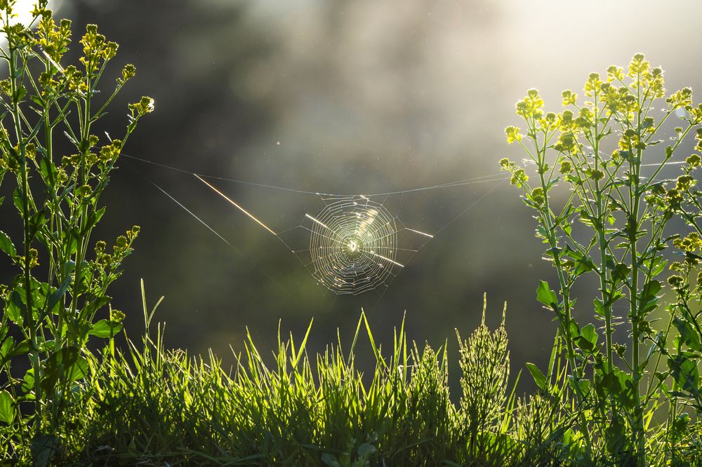 Photograph by Hoang Minh Khuong