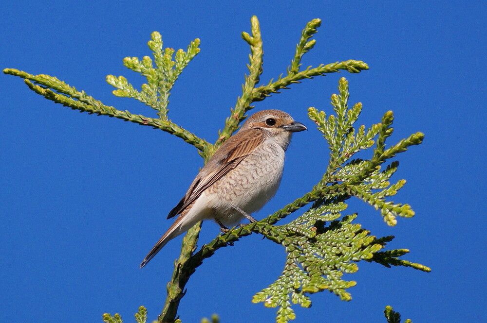 Photograph by Наталья Степаненко