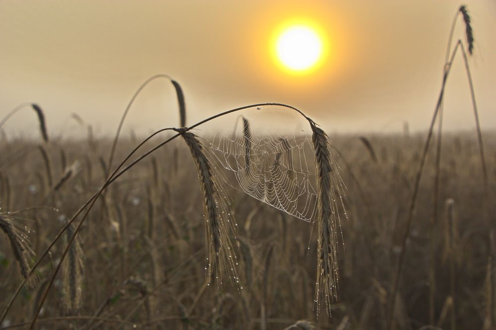 Утренний восход.