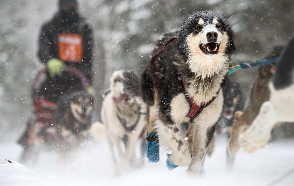 Фотография автора LI YAN DAI