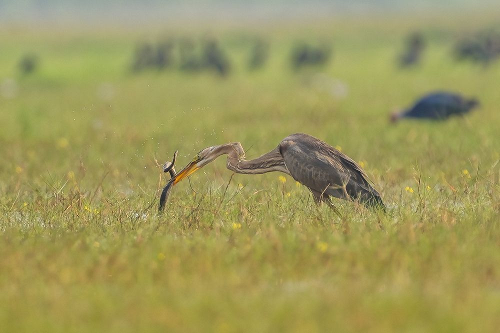 Photograph by Hymakar Valluri